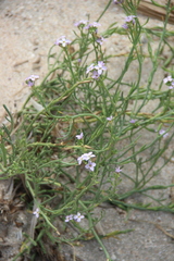 Cakile maritima euxina