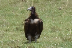 Necrosyrtes monachus