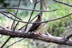 Turdus falcklandii