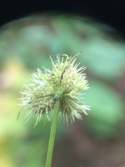 Sanicula marilandica