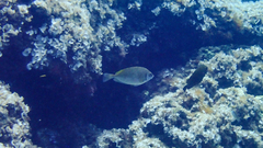 Siganus luridus