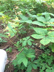 Sanicula marilandica