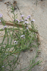 Cakile maritima euxina