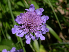 Scabiosa velenovskiana
