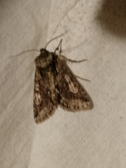 Allophyes oxyacanthae