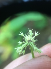 Sanicula marilandica