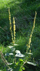 Verbascum nigrum
