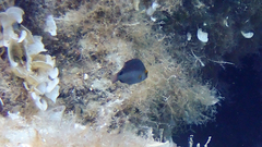 Symphodus mediterraneus