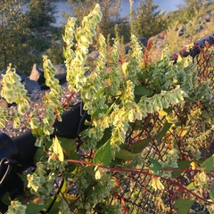 Fallopia scandens