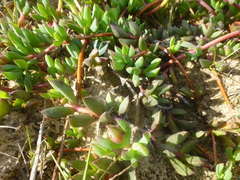 Lampranthus reptans