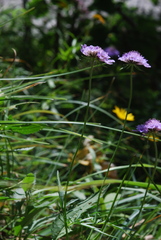 Scabiosa velenovskiana