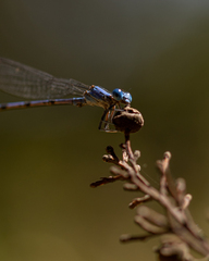 Argia agrioides