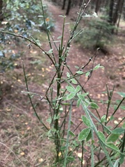 Cytisus scoparius