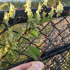 Fallopia scandens