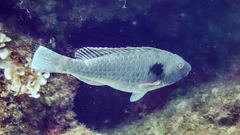Sparisoma cretense