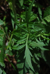 Scabiosa velenovskiana