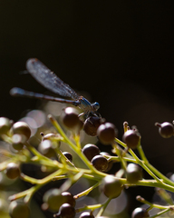 Argia agrioides