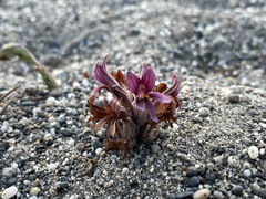 Aphyllon californicum