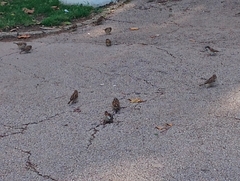 Passer domesticus