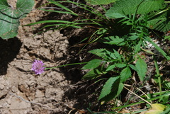 Scabiosa velenovskiana