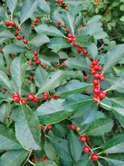Ilex verticillata