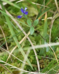 Polygala serpyllifolia