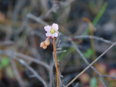 Drosera capillaris