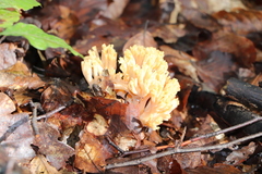 Ramaria formosa