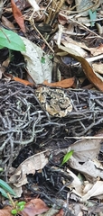 Bothrops jararaca