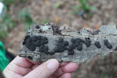 Jackrogersella multiformis