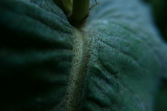 Golovinomyces montagnei