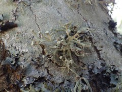 Ramalina calicaris