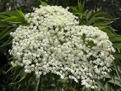 Sambucus