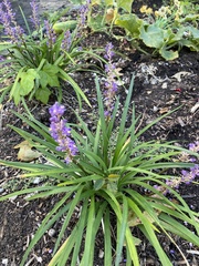 Liriope
