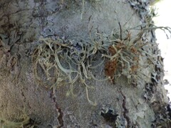 Ramalina calicaris