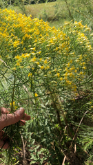 Euthamia caroliniana