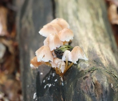 Mycena renati