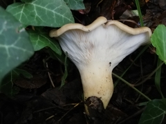 Hohenbuehelia petaloides