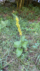 Verbascum nigrum