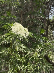 Sambucus