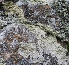 Lepraria membranacea