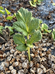 Glehnia littoralis