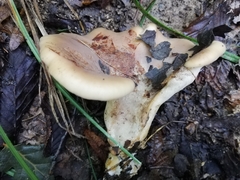 Hohenbuehelia petaloides