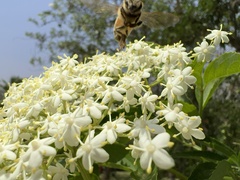 Sambucus