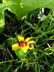 Coreopsis tinctoria