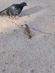 Passer domesticus