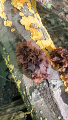 Phaeotremella foliacea