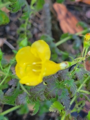 Aureolaria pedicularia