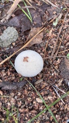 Lycoperdon excipuliforme