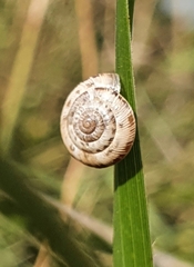 Xeroplexa intersecta